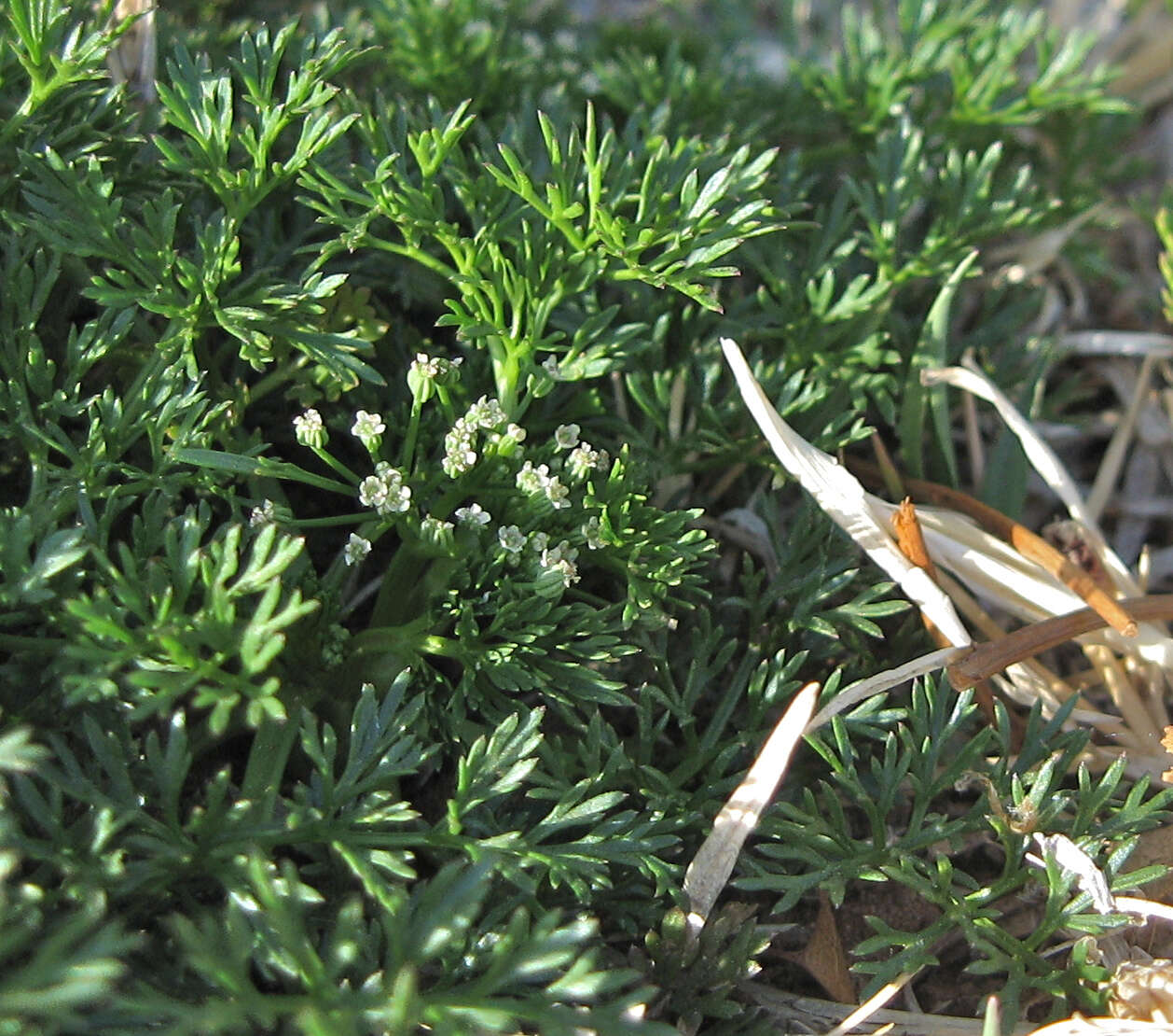 Image of Butler's sandparsley