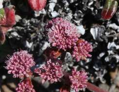 Image of redflower buckwheat