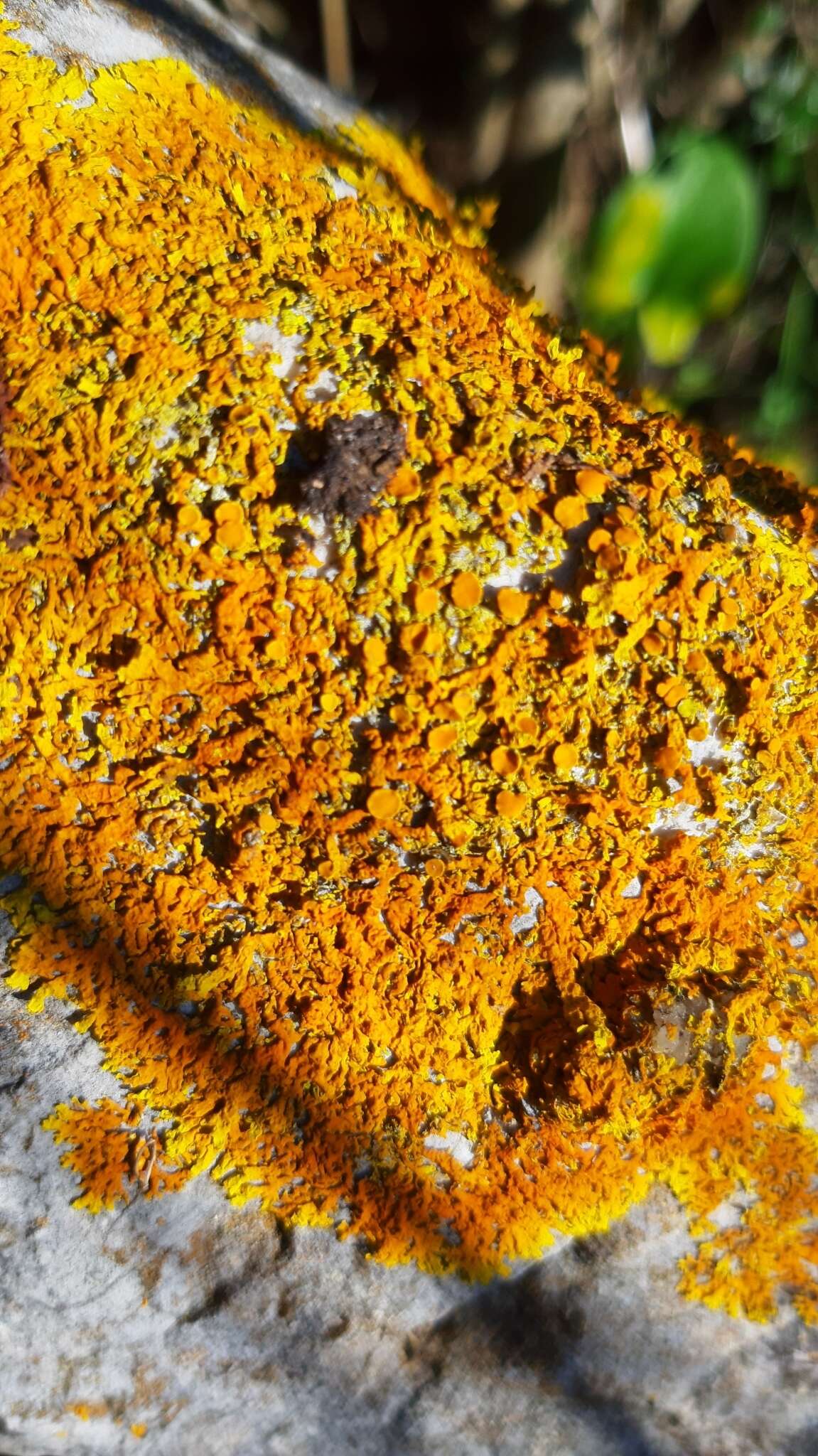 Imagem de Xanthoria calcicola Oxner