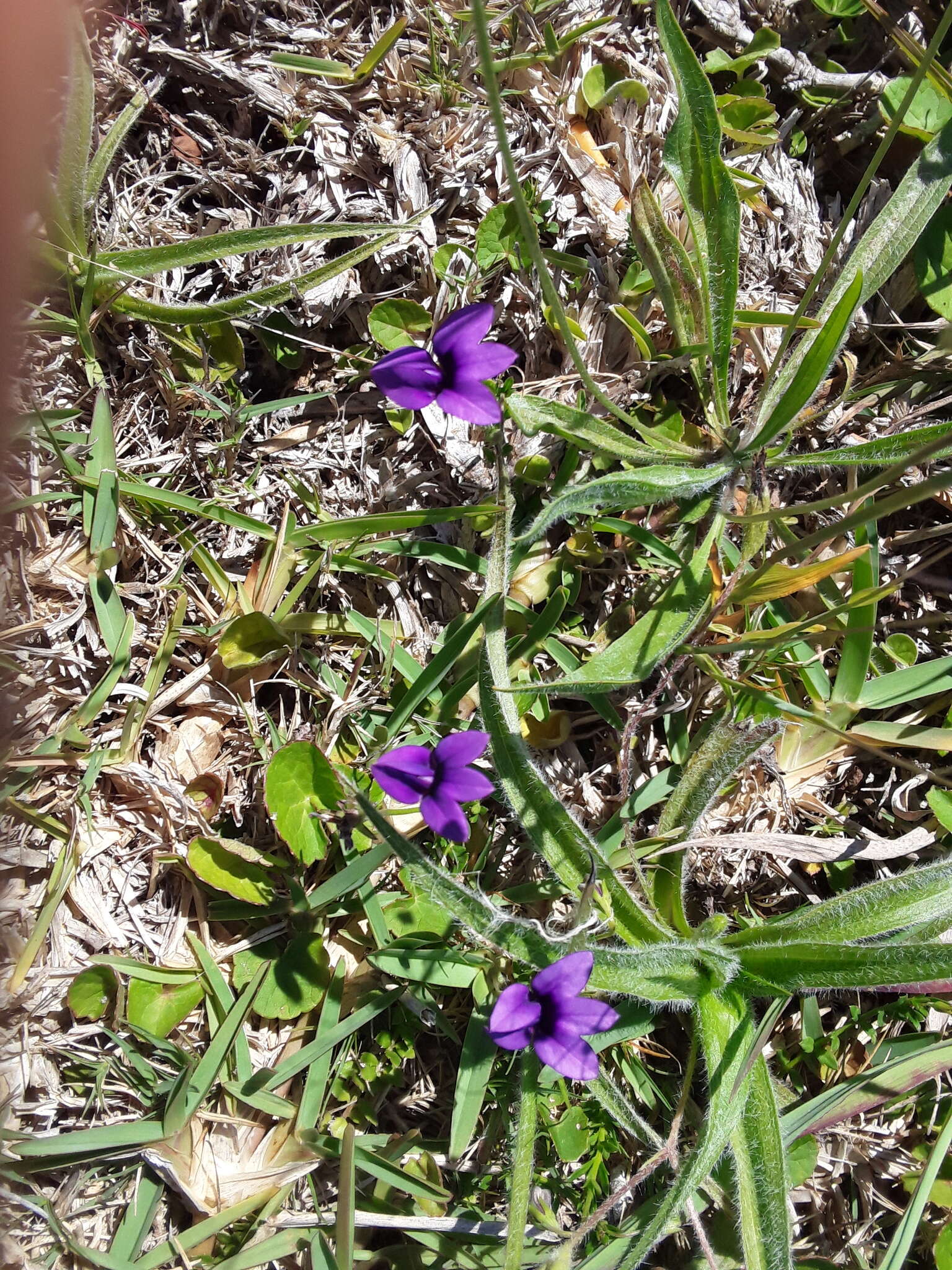 Image of Monopsis simplex (L.) E. Wimm.