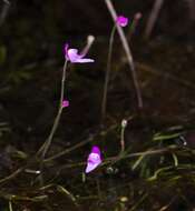 Image of Utricularia cucullata A. St. Hil. & Girard