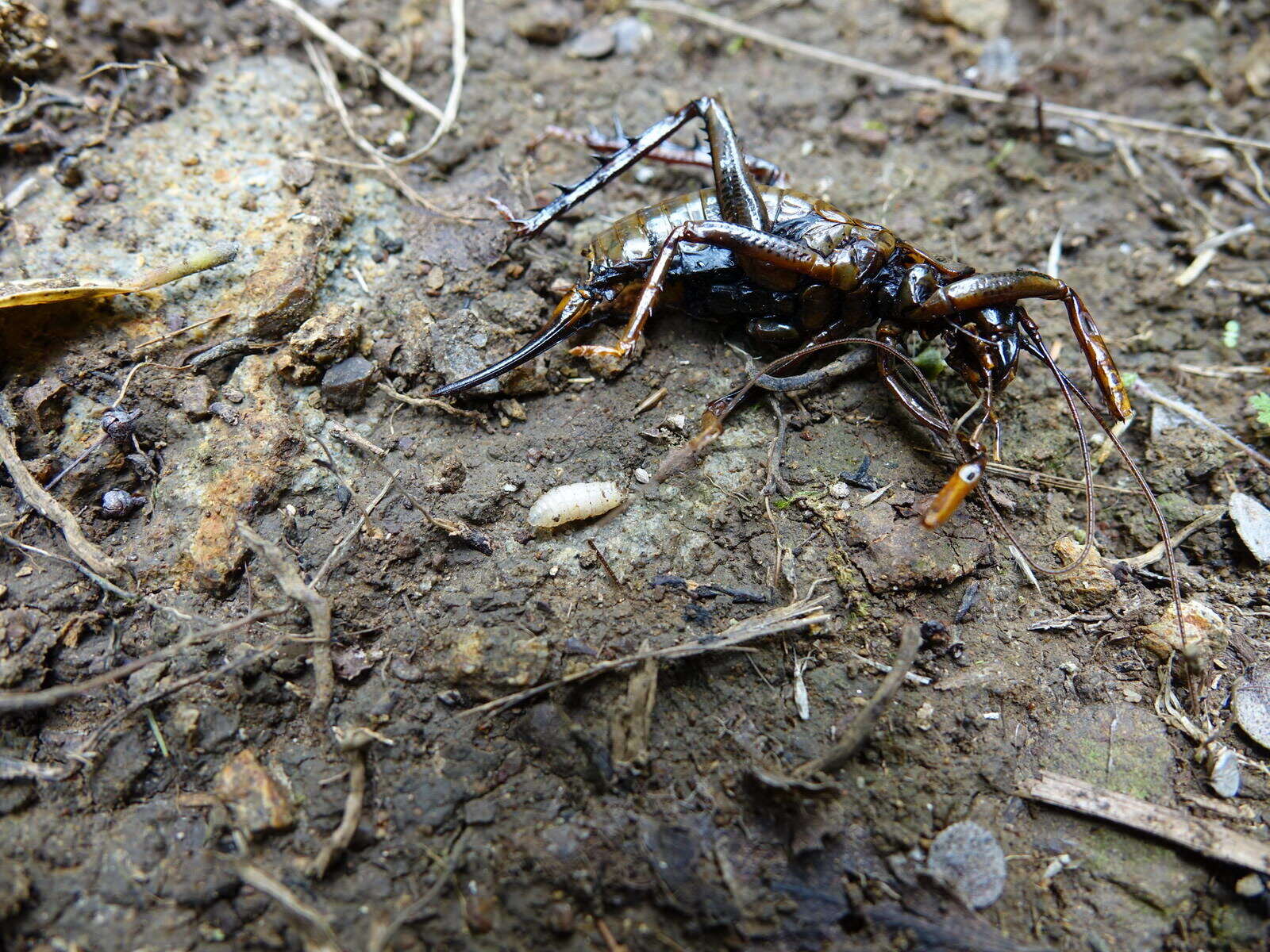 Image of Auckland tree weta