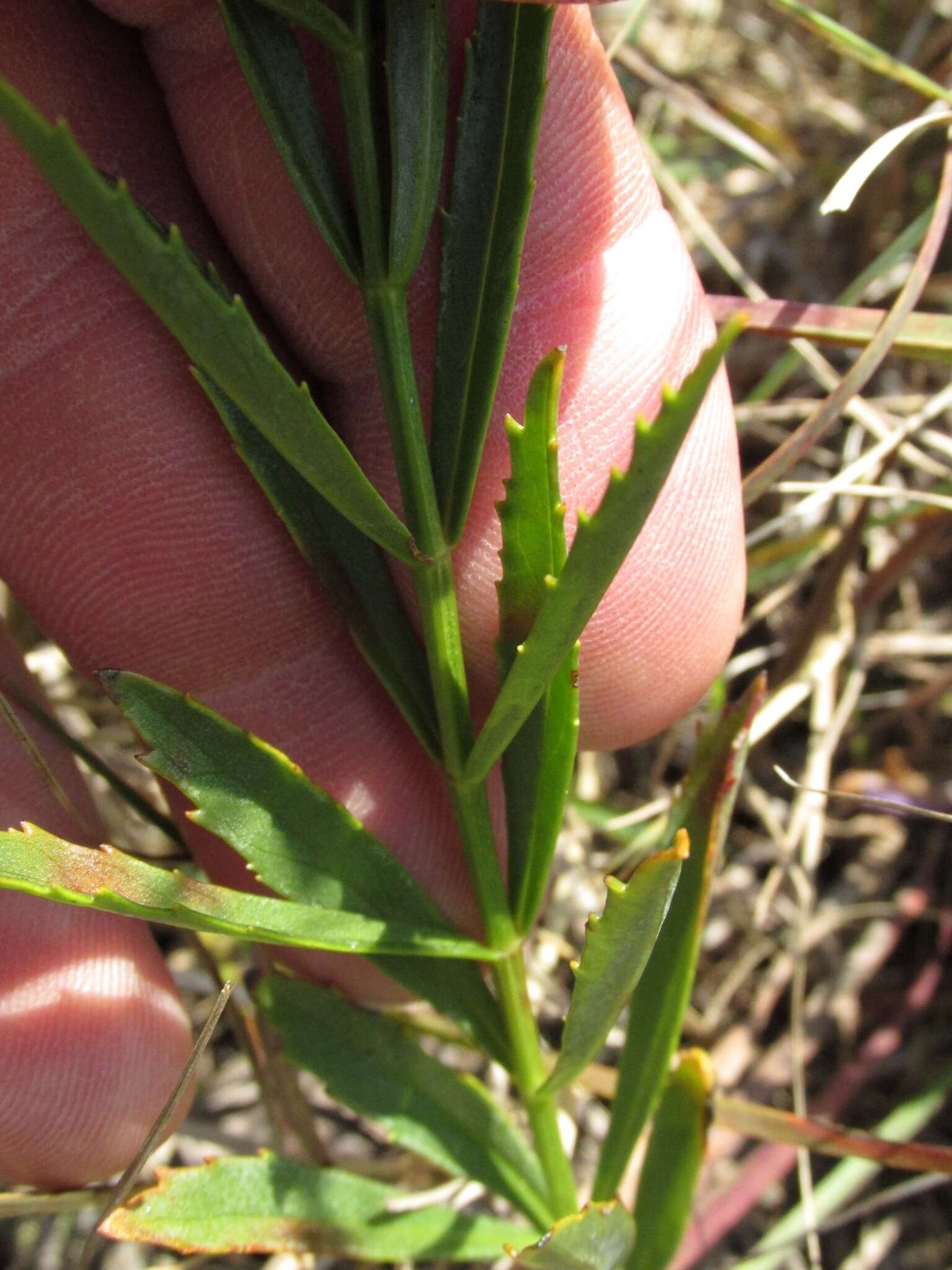 Image of obedient plant