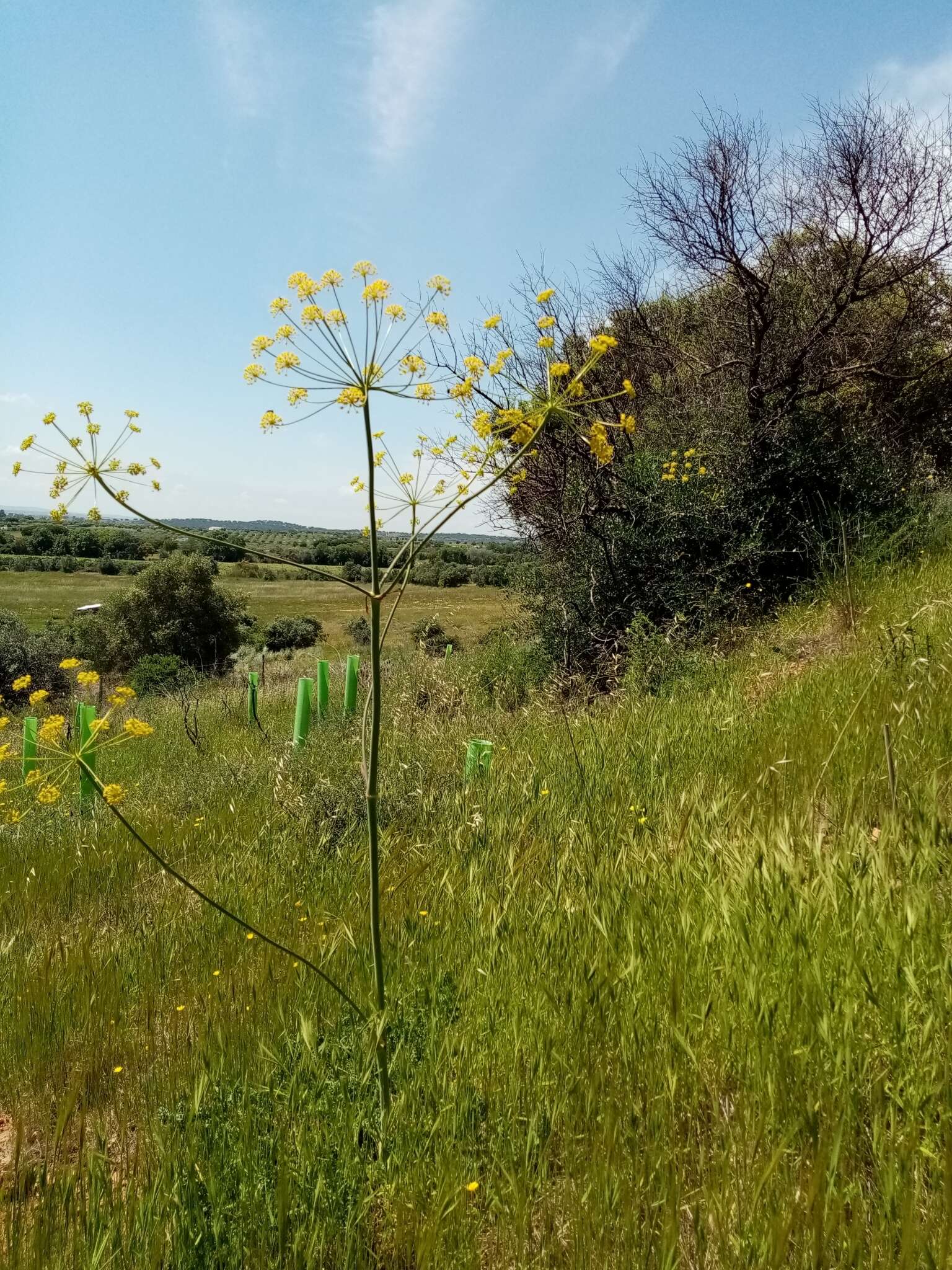 Image of Thapsia foetida L.