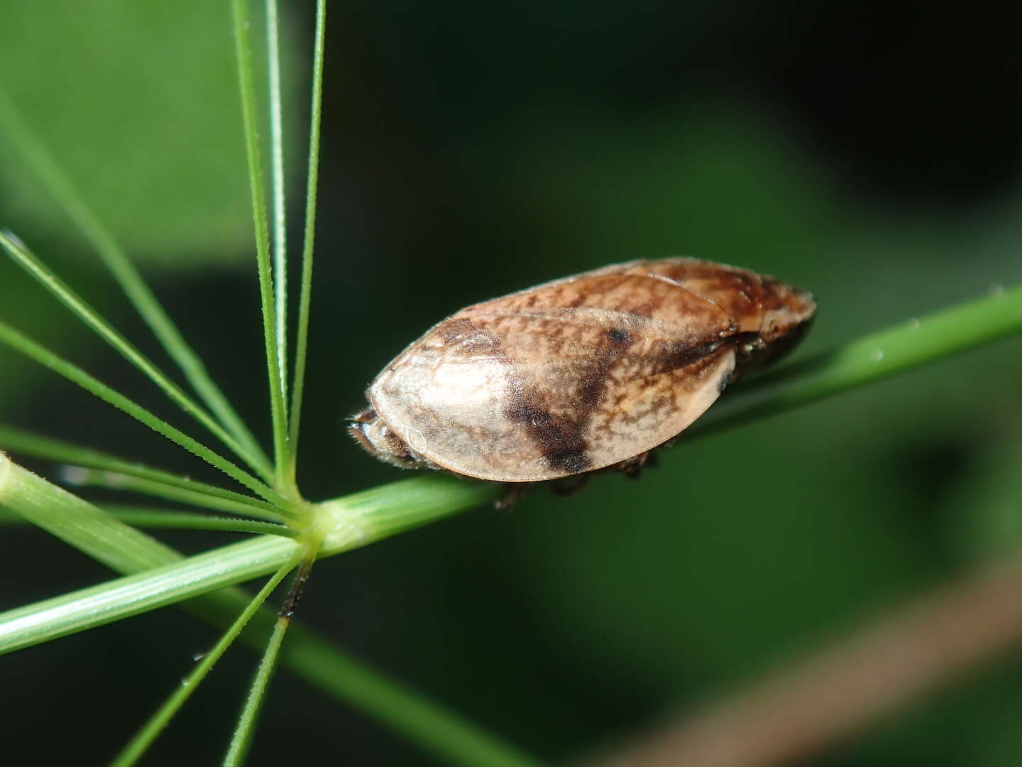 Sivun Lepyronia coleoptrata (Linné 1758) kuva