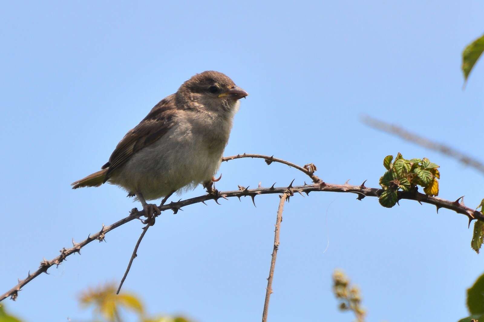 Image of Italian Sparrow