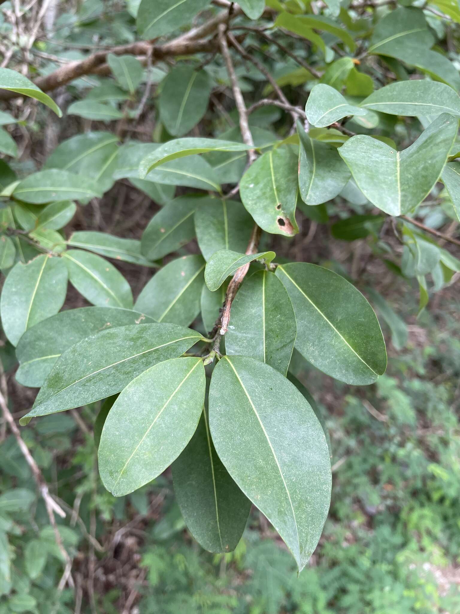 Image de Erythroxylum areolatum L.