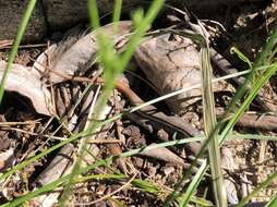 Image of Fire-Tailed Skink