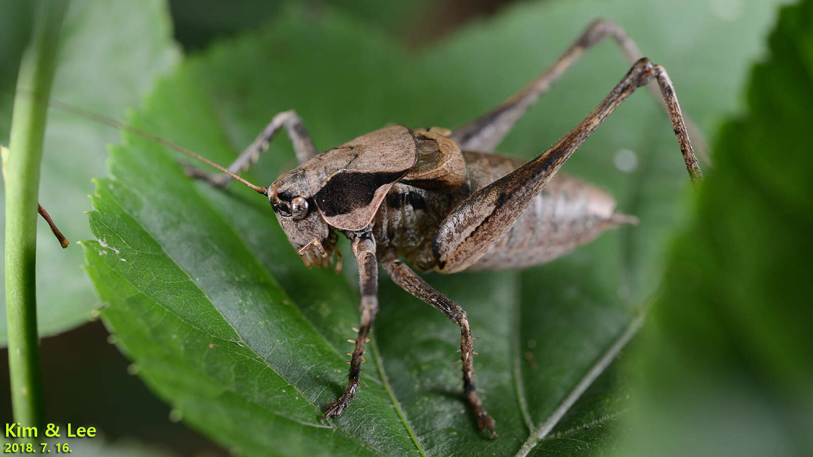 Sivun Atlanticus (Atlanticus) brunneri (Pylnov 1914) kuva