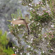 Chalcostigma heteropogon (Boissonneau 1840) resmi