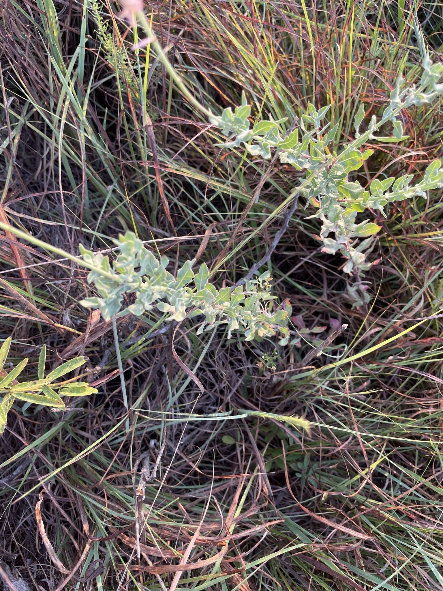 Imagem de Oenothera cinerea (Wooton & Standl.) W. L. Wagner & Hoch