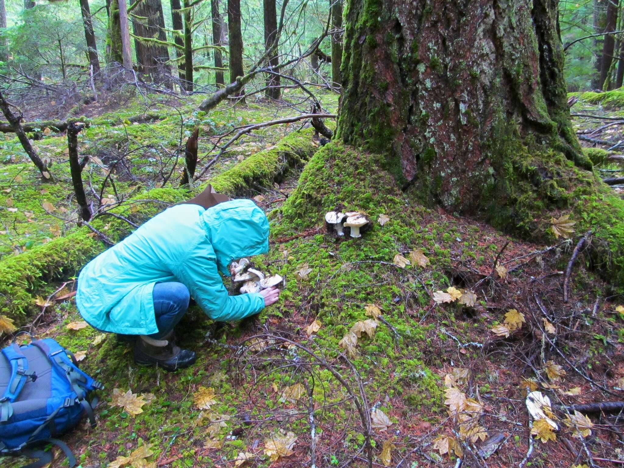 Image of White Matsutake