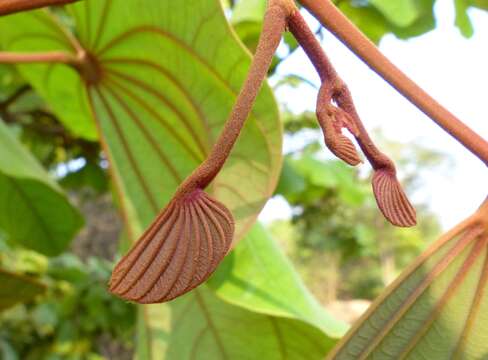 Image of Bauhinia foveolata Dalzell