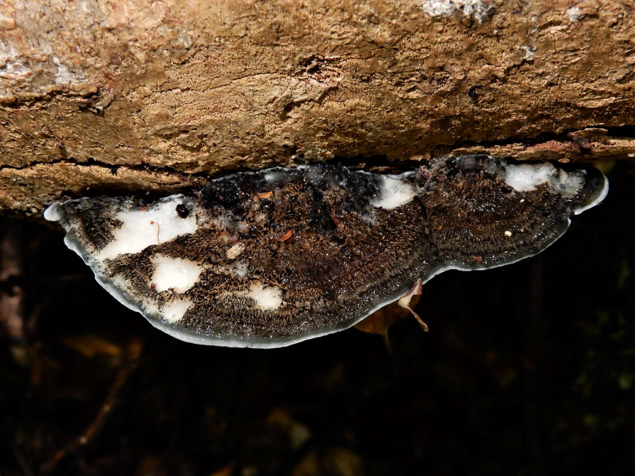 Image de Polypore bleuté