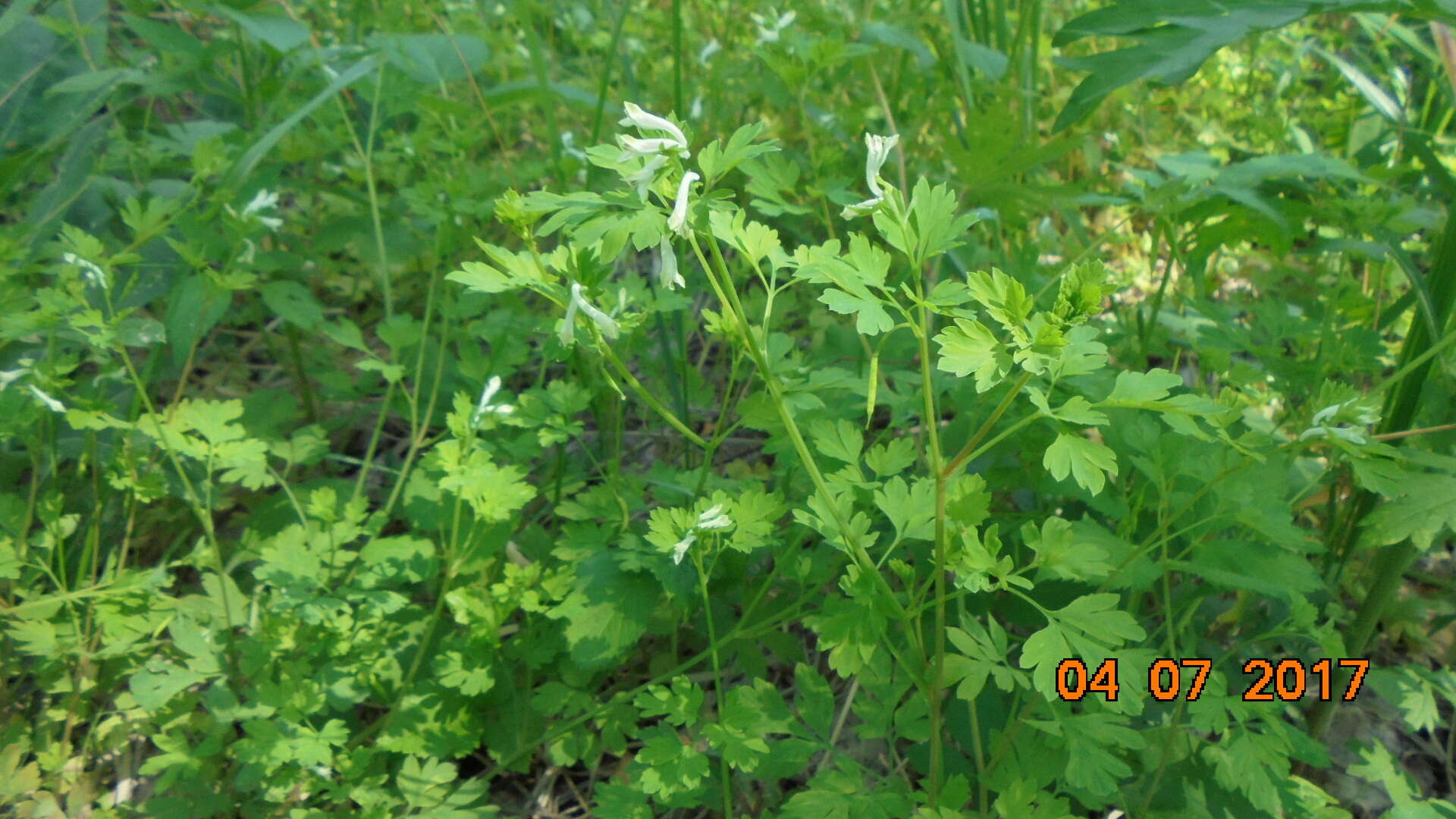 Corydalis capnoides (L.) Pers. resmi