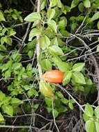 Image de Peniocereus striatus (Brandegee) Buxb.