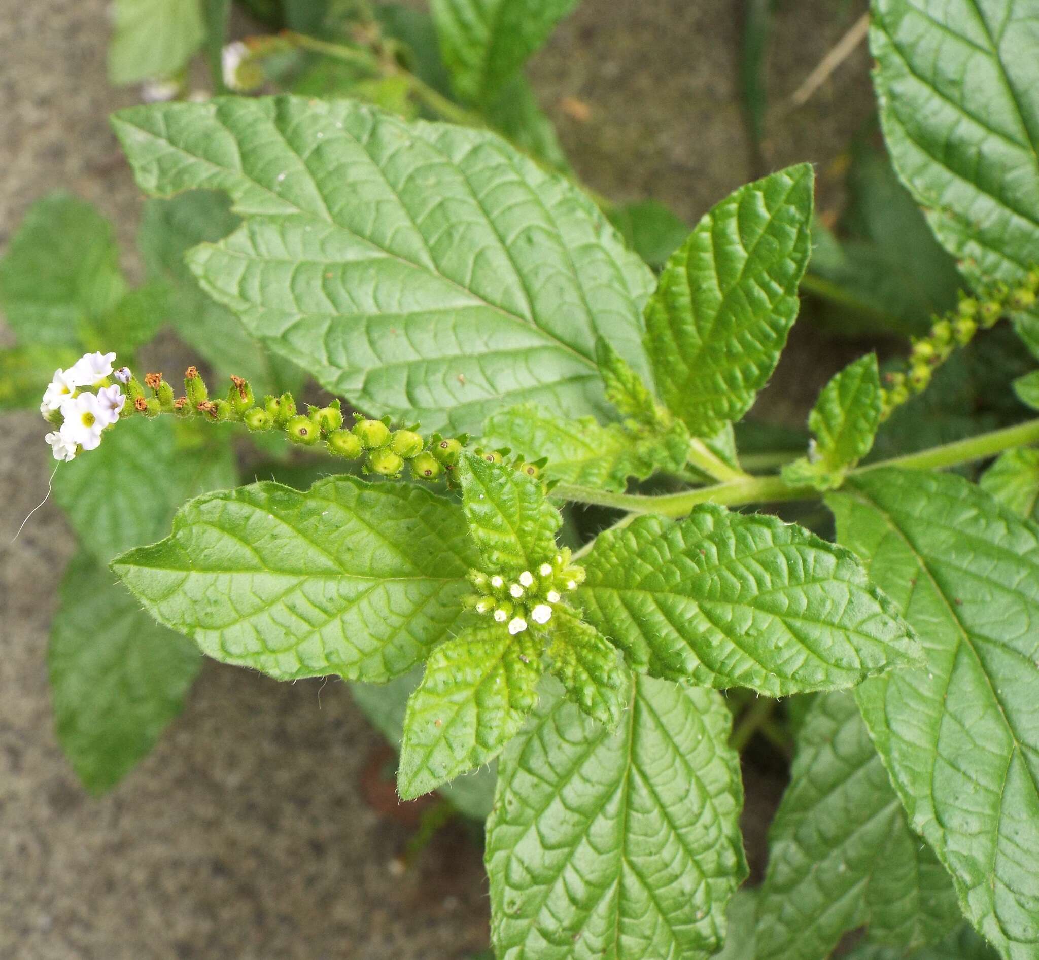 Image de Heliotropium angiospermum Murray