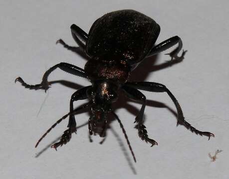 Imagem de Calosoma (Campalita) chlorostictum Dejean 1831