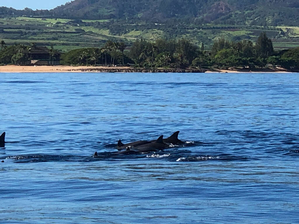 原海豚屬的圖片