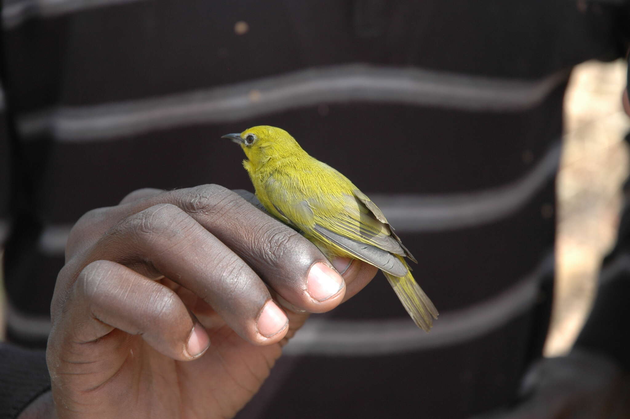 Image of African Yellow White-eye