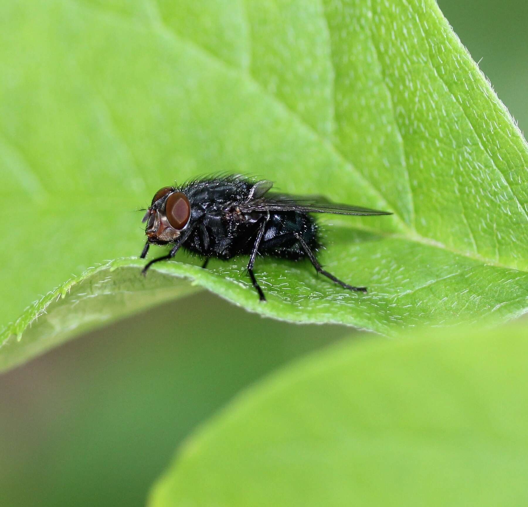 Imagem de Calliphora vicina Robineau-Desvoidy 1830