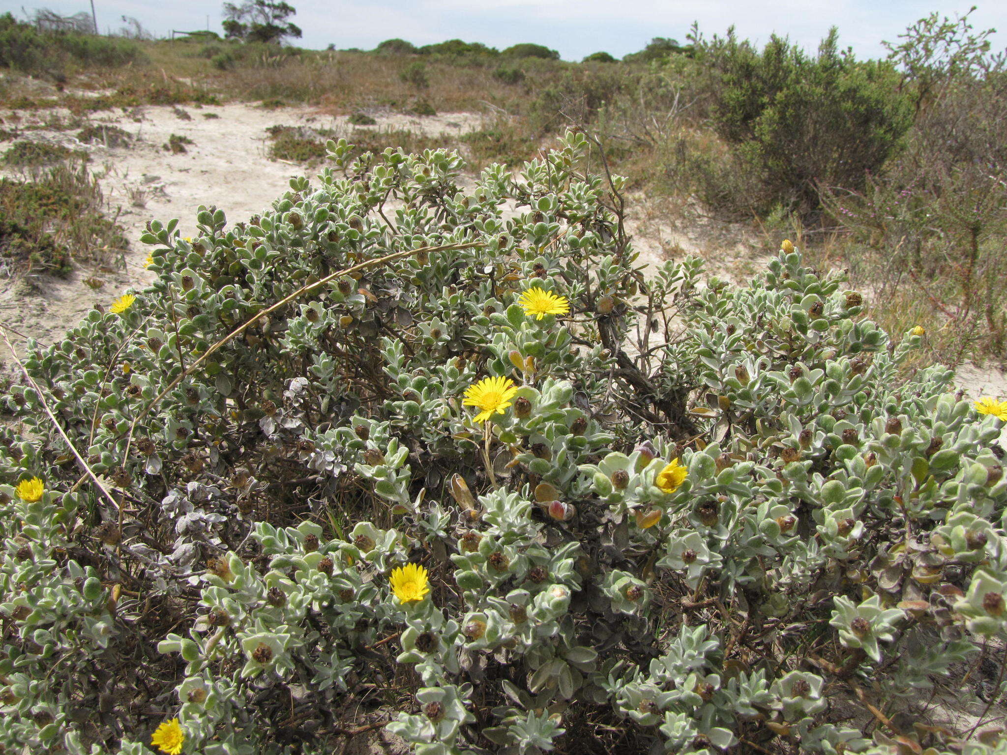 Plancia ëd Oedera spathulifolia (K. Bremer) N. G. Bergh