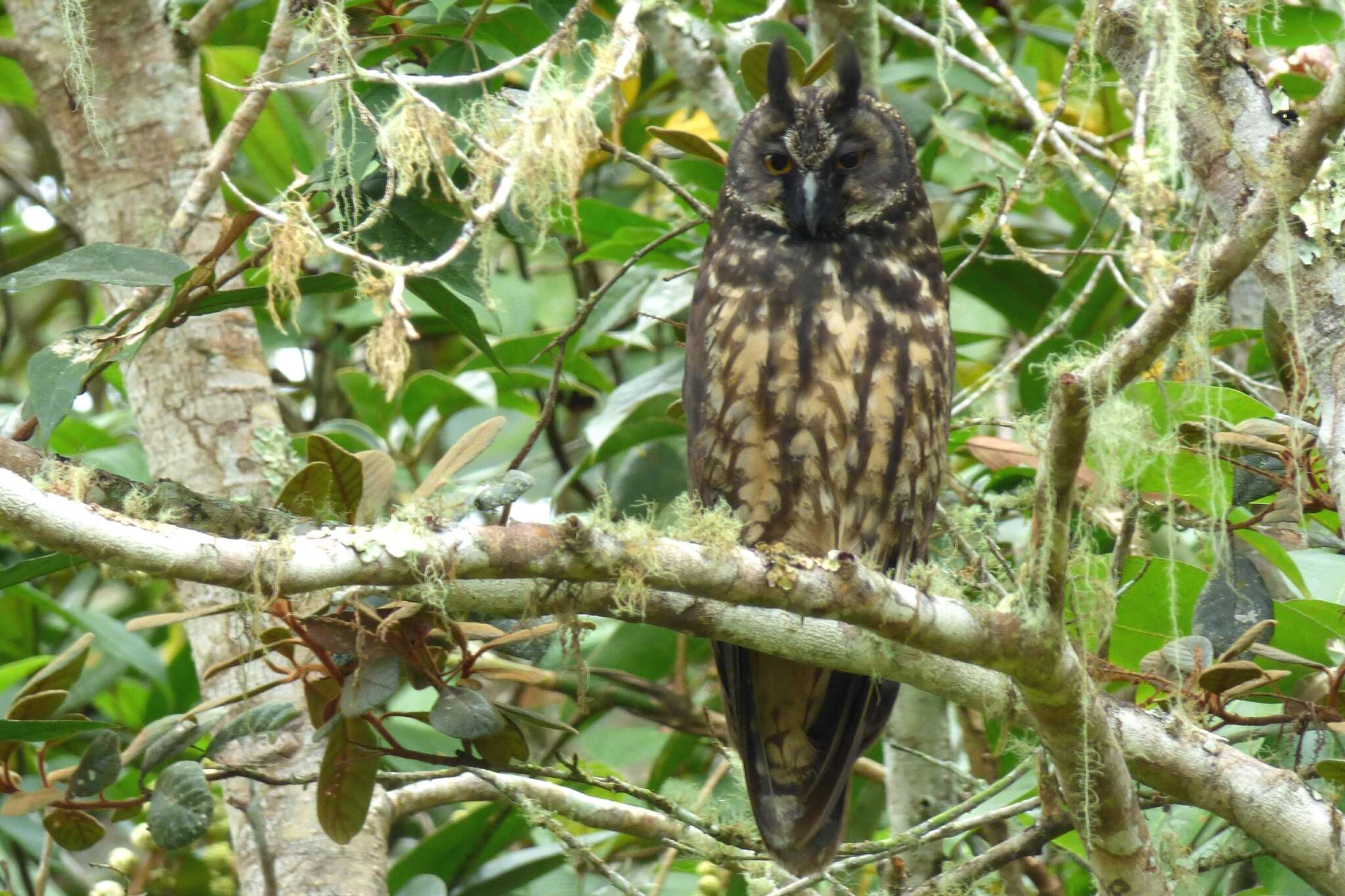 Image of Stygian Owl