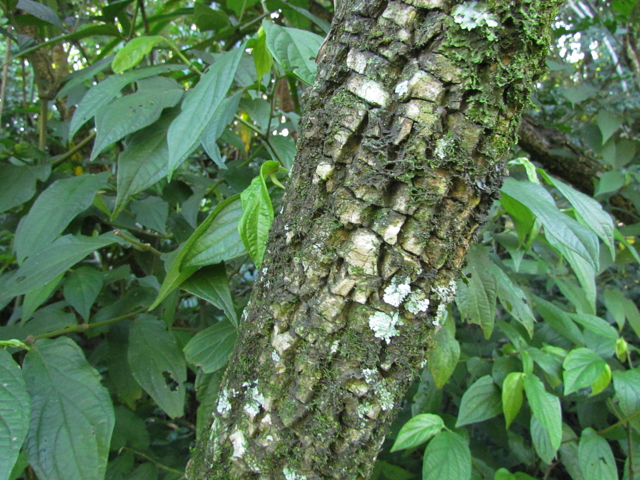 Image of Cordyline sellowiana Kunth