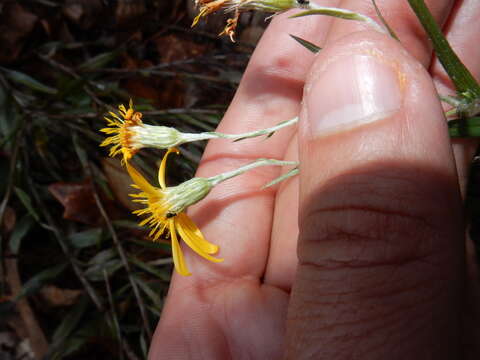 Image of Pityopsis aequilifolia