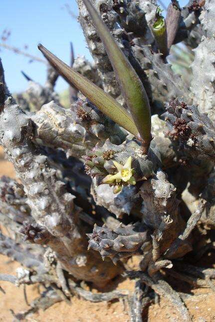 صورة Ceropegia incarnata subsp. hottentotorum (N. E. Br.) Bruyns