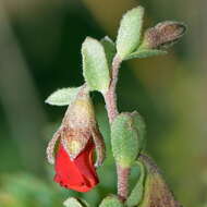 Image of Hermannia diversistipula C. Presl