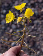 Image of yellow cups