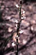 Image of Yawning leek orchid