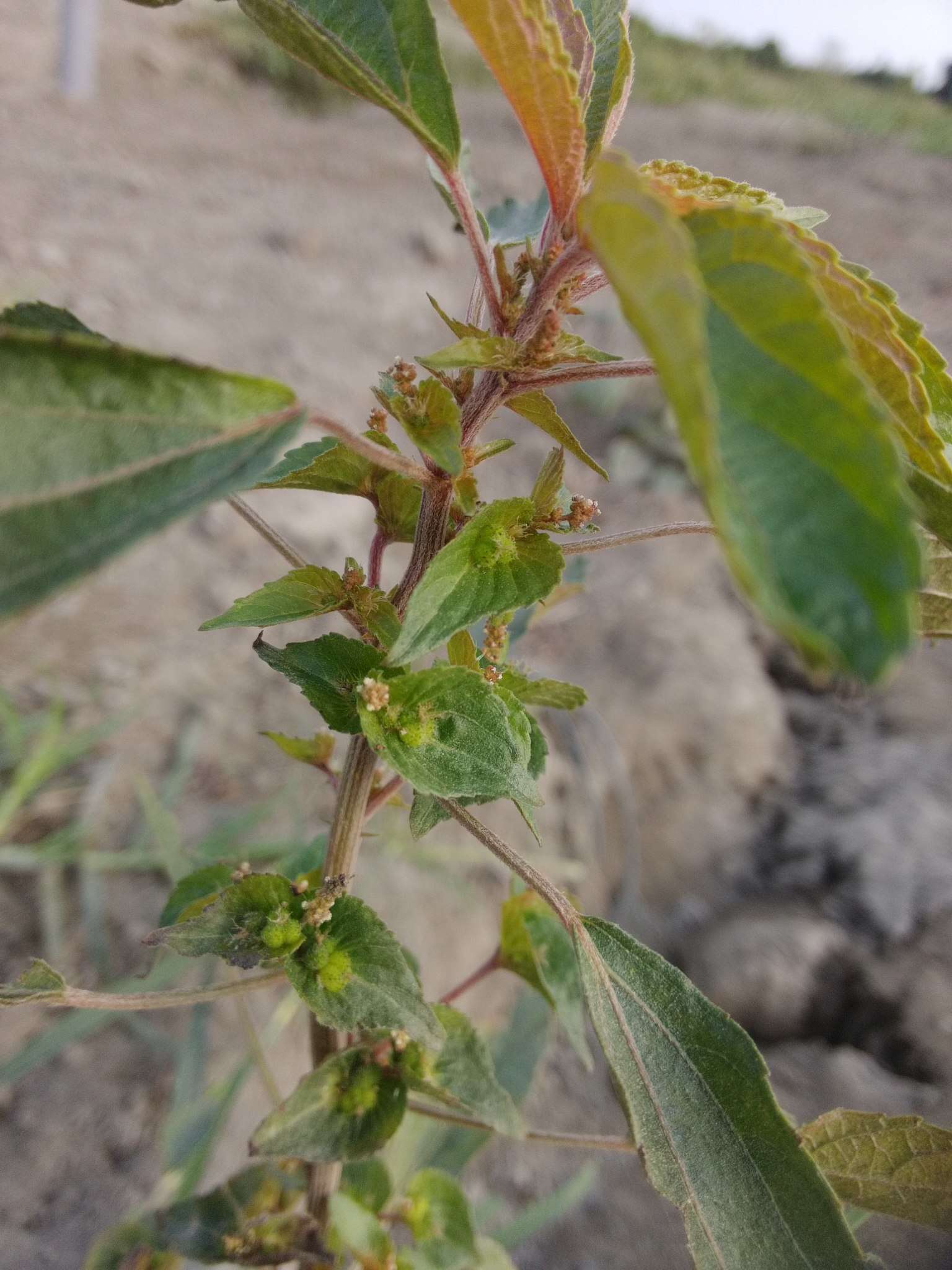 Image of Asian copperleaf