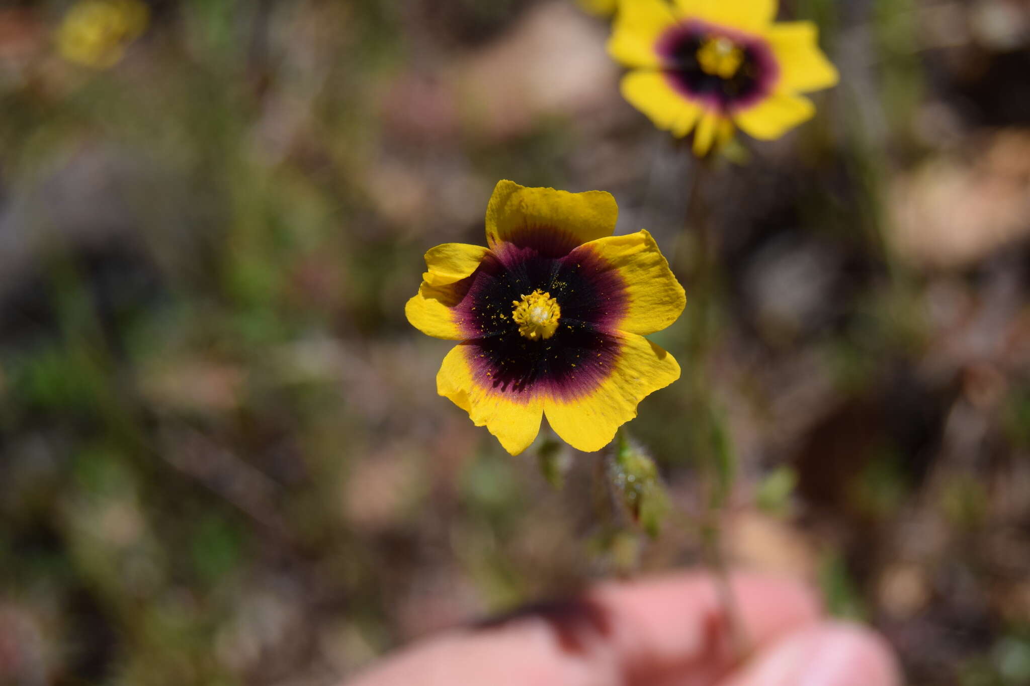 Tuberaria resmi