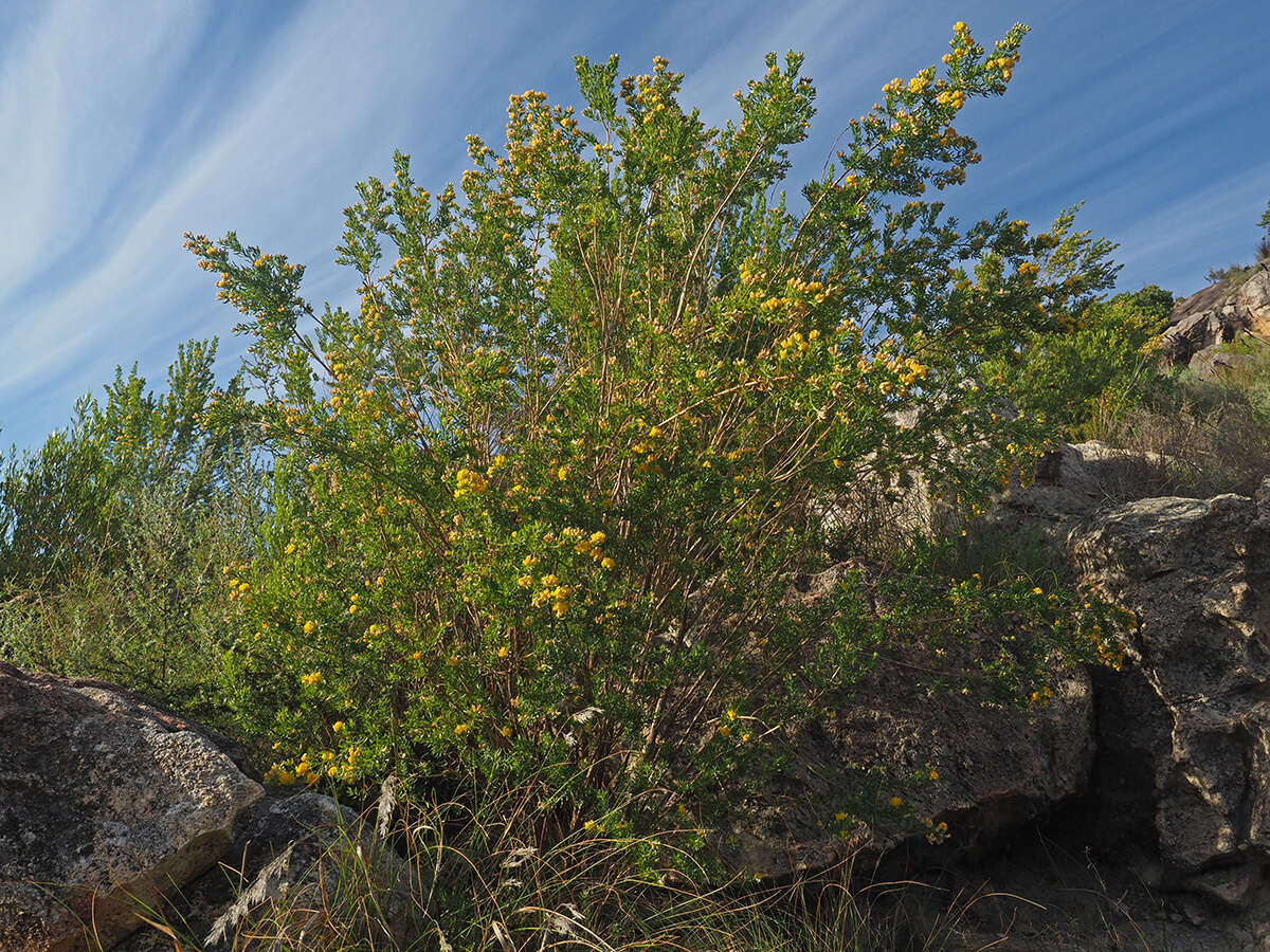 Image of Aspalathus rugosa Thunb.