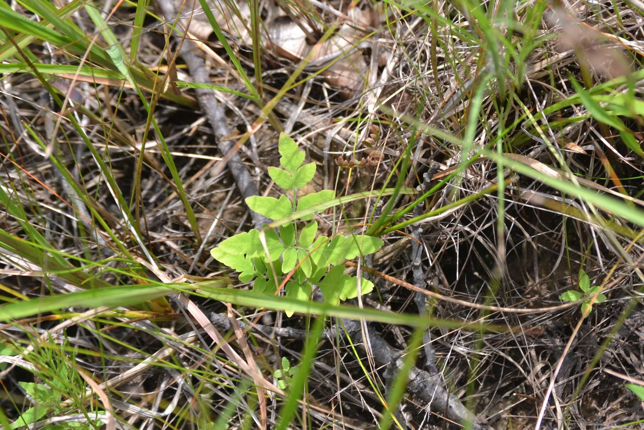 Image of bluntlobe grapefern