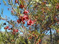 Image of Dodonaea sinuolata subsp. sinuolata