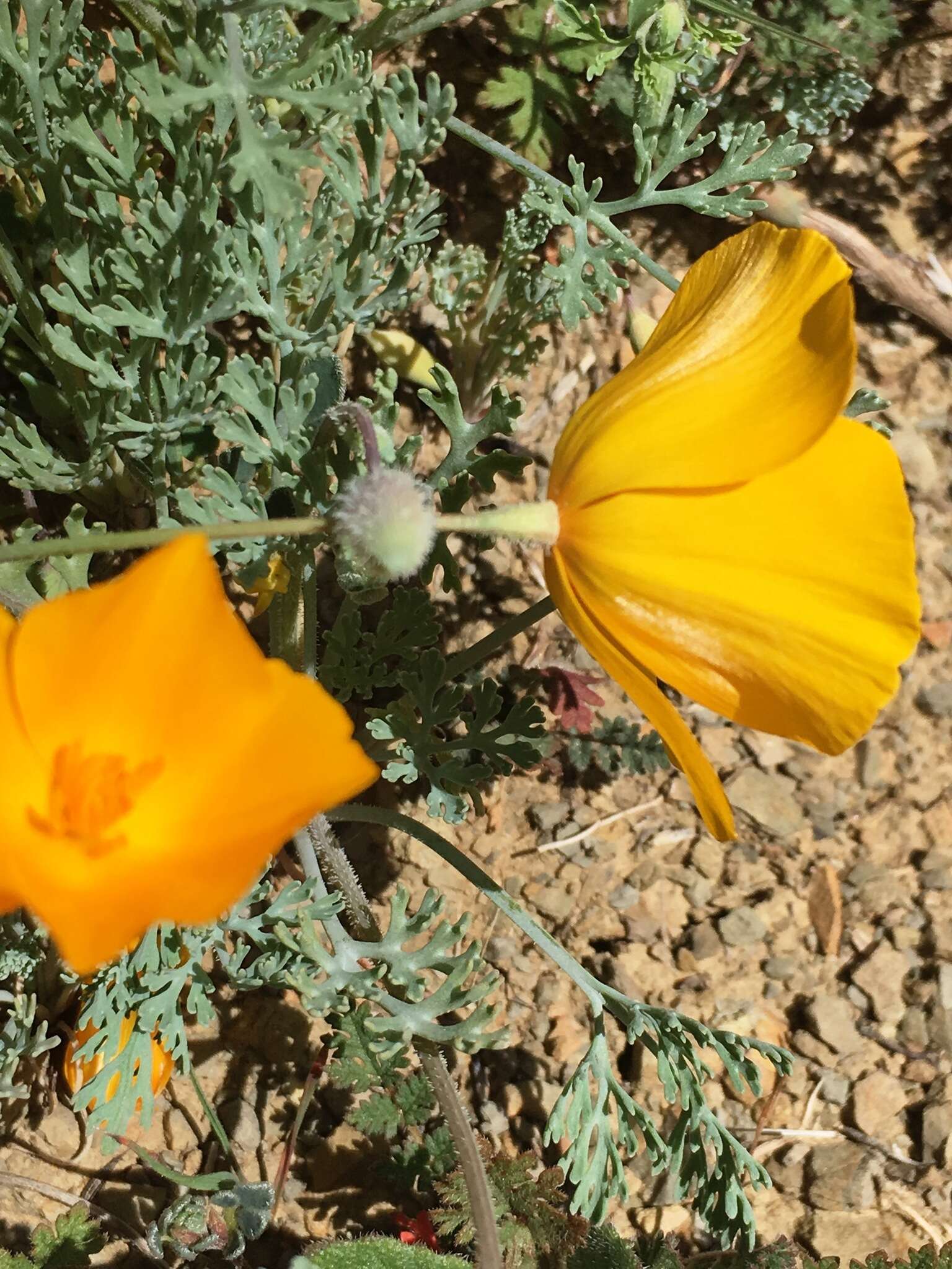 Image of San Benito poppy