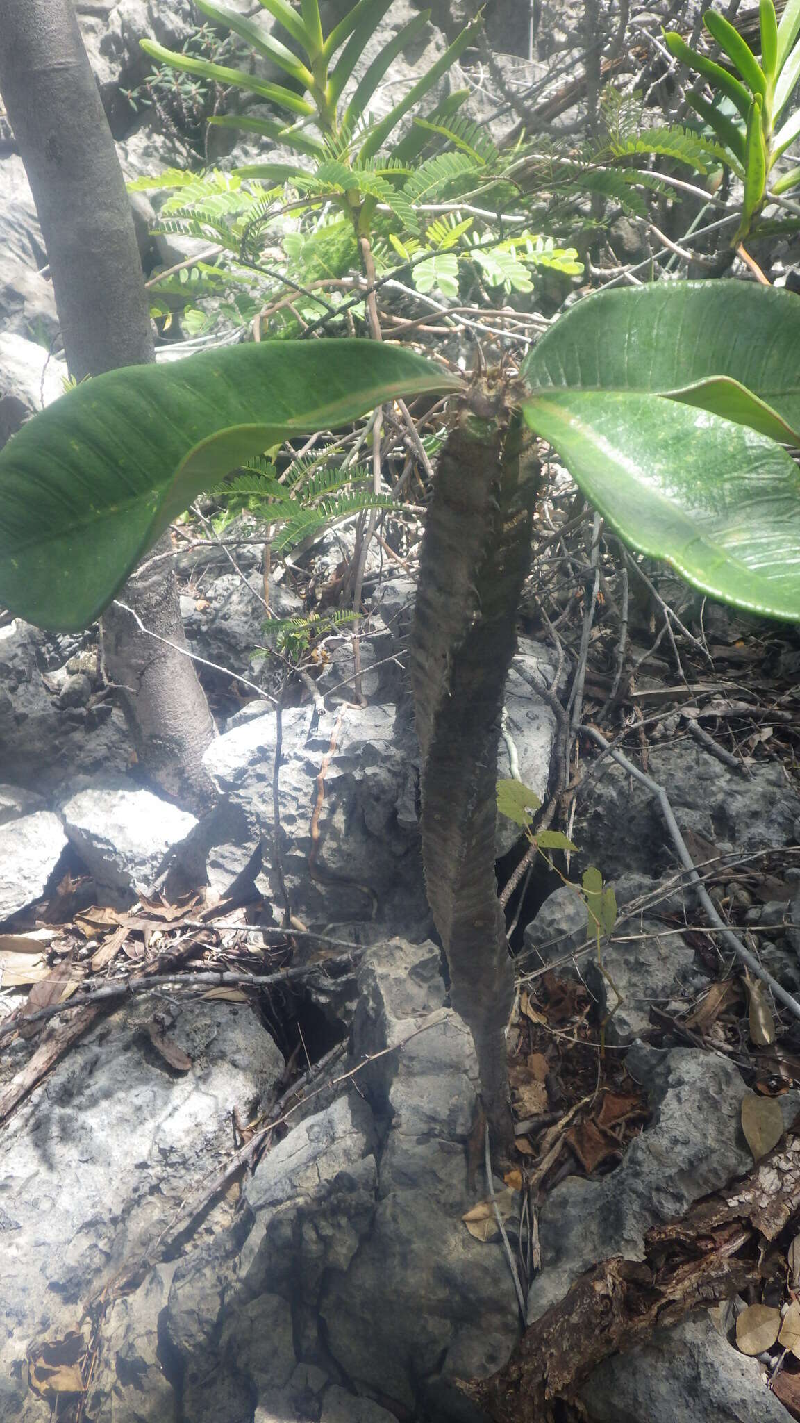 Image of Euphorbia neohumbertii Boiteau