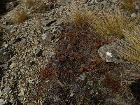 Image of Acrothamnus colensoi (Hook. fil.) Quinn