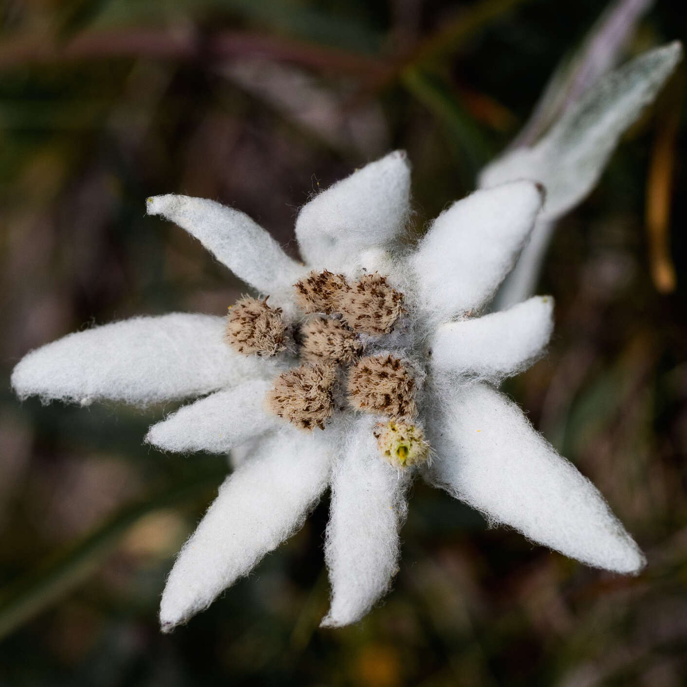 صورة Leontopodium nivale subsp. alpinum (Cass.) Greuter