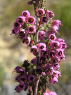 Image of Erica bicolor Thunb.