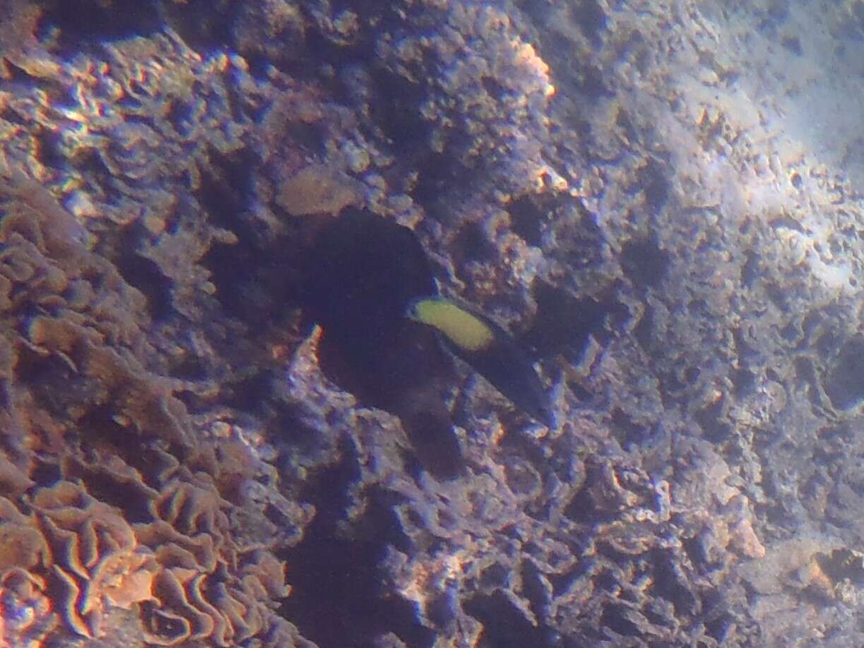 Image of Bicolor Cleaner Wrasse