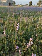 Image of Ixia rapunculoides Redouté