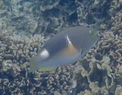 Image of Anchor trunkfish