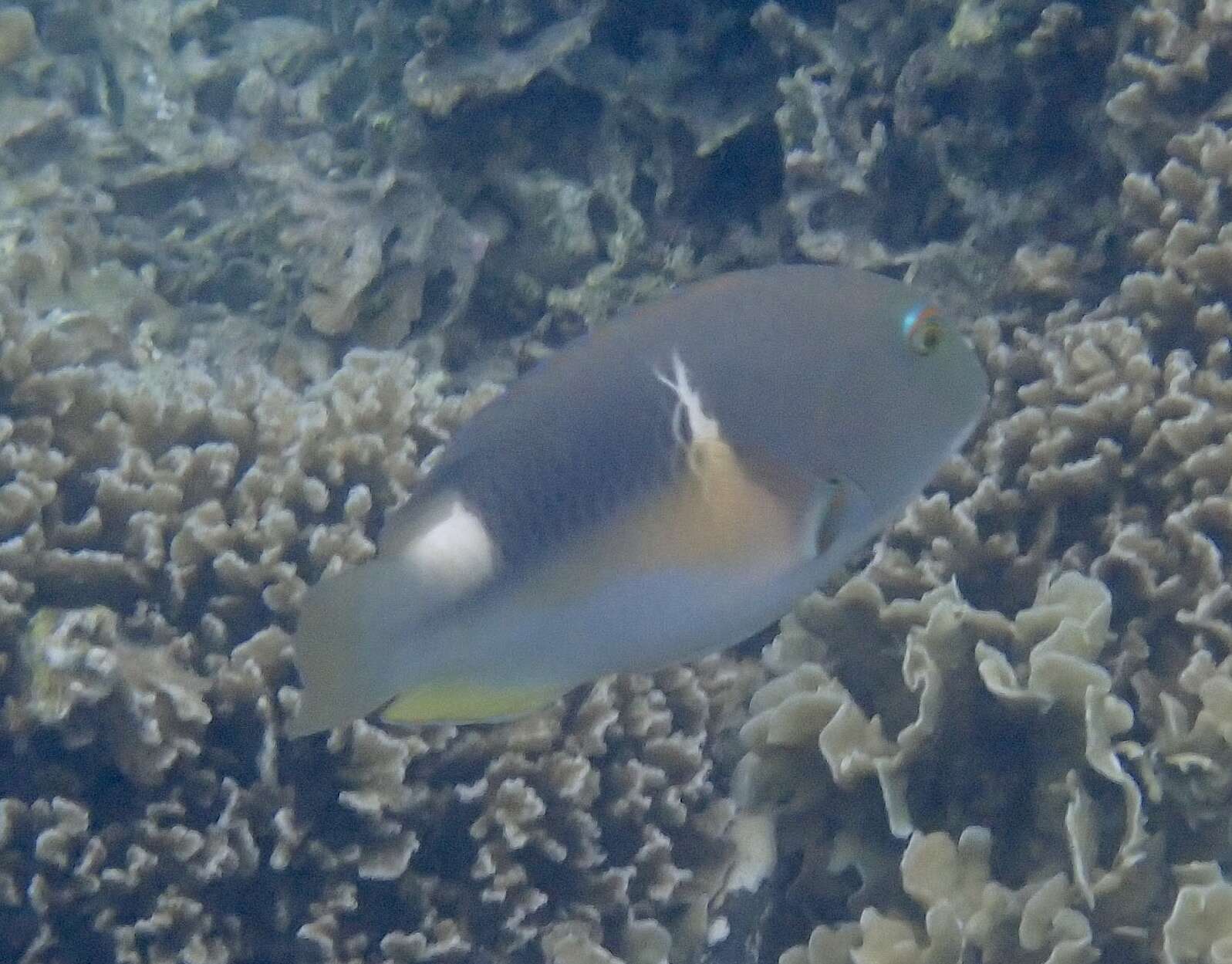 Image of Anchor trunkfish