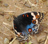 Слика од Junonia orithya madagascariensis Guenée 1872