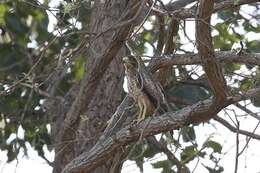 Image of White-eyed Buzzard