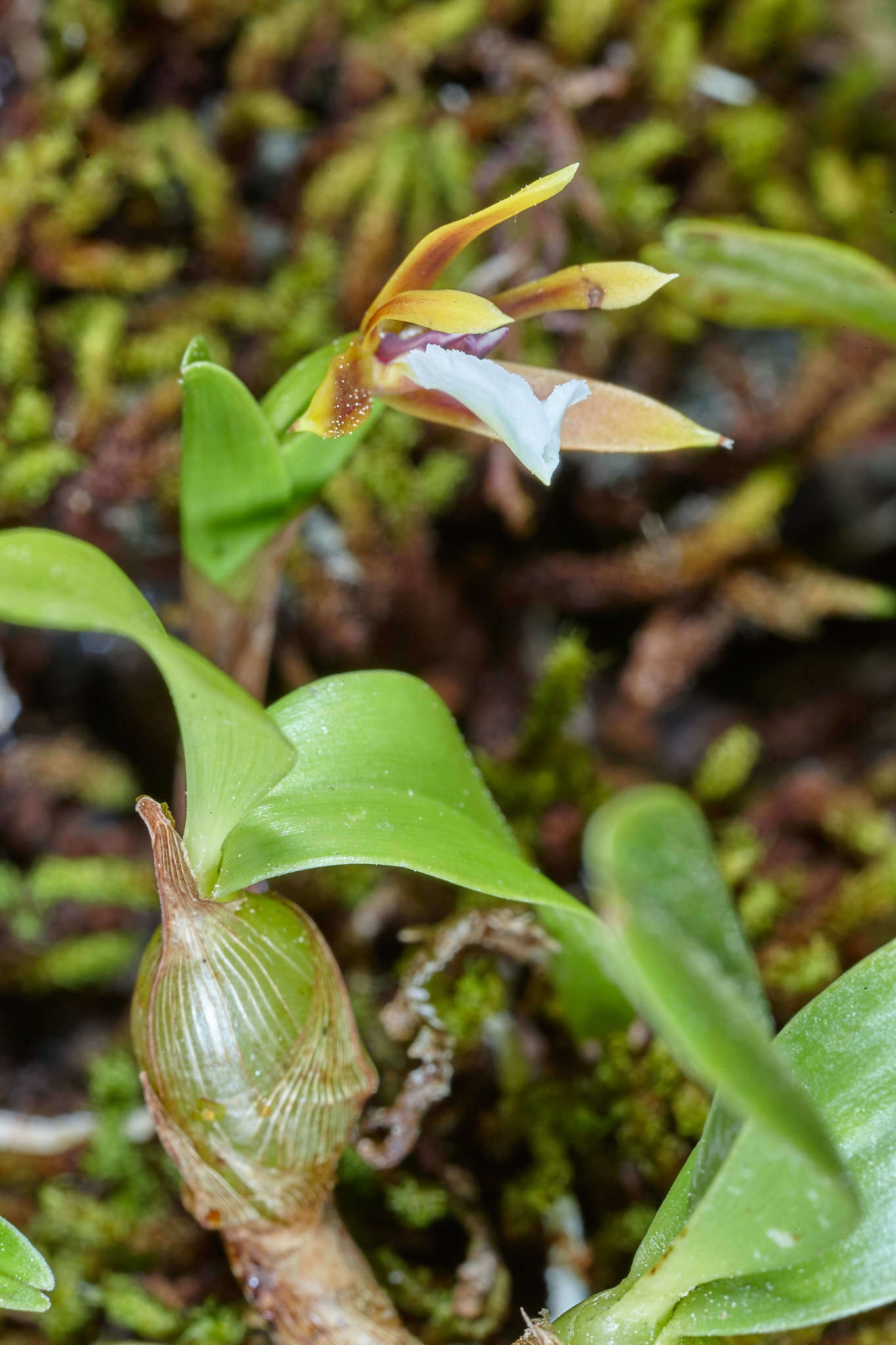 Image de Dinema polybulbon (Sw.) Lindl.